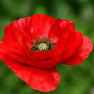 SAMPLE SIZE Poppy 'Red Flanders' Seeds