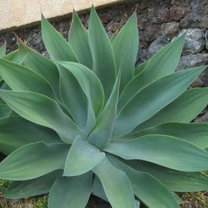 Agave Attenuata seeds