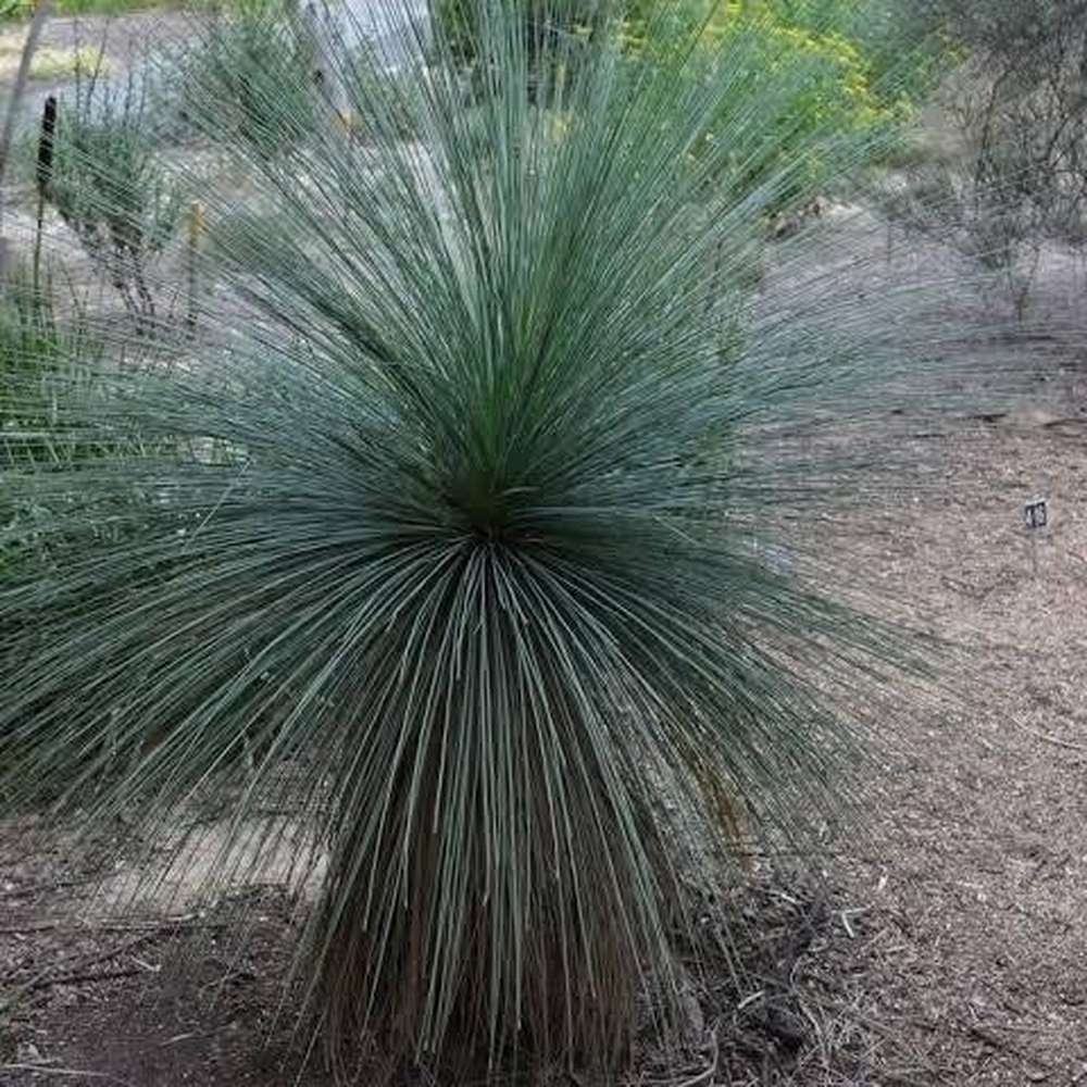 Xanthorrhoea Resinosa ‘Dwarf Blackboy Grass Tree’ D&H Seed Harvest Co