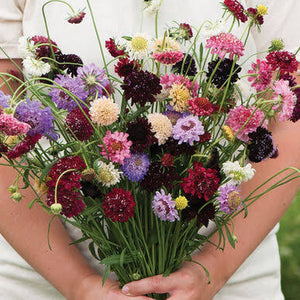 Scabiosa ‘Tall Double Flower Mixed’ Seeds