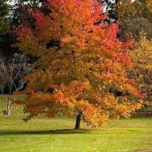 Liquidamber Formiosana