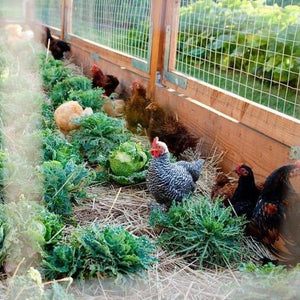Chook Forager & Grazing Bumper Seed Pack