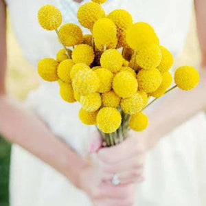 Pycnosorus Globosus 'Billy Buttons' Seeds