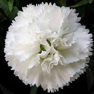 Carnation 'Grenadine White' Seeds