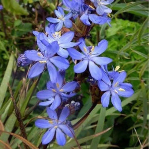 Orthrosanthus Multiflorus ‘Morning Iris’