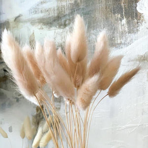 Bunny Tails Lagurus Ovatus