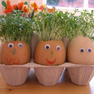 Fine Curled Cress Seeds