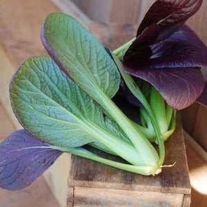 Pakchoi Hybrid Purple Heirloom