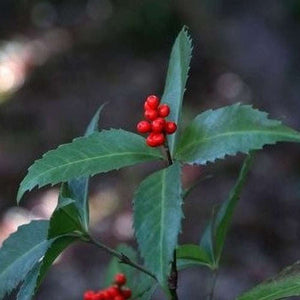 Ardisia Crenata ‘Christmas Berry’