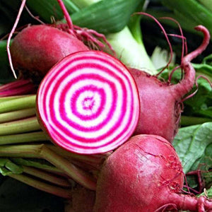 Beetroot ‘Chioggia’ Seeds