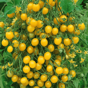 Tomato 'Broad Ripple Yellow Currant' Seeds