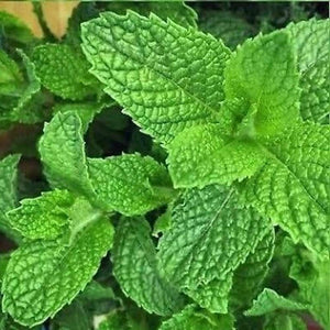Spearmint