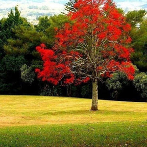 Brachychiton Acerifolius ‘Illawarra Flame Tree’ Seeds