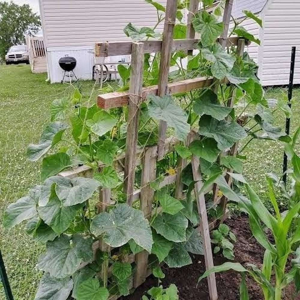 Cucumber 'Lebanese Beit Alpha' Seeds D&H Seed Harvest Co