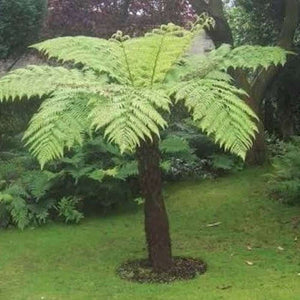 Cyathea Australis ‘Rough Tree Fern’ - 500x spores