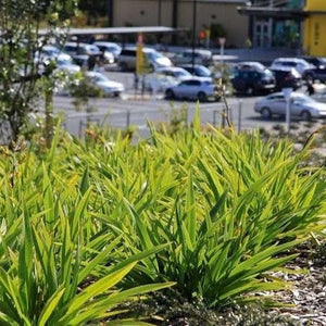 New Zealand Flax Dwarf