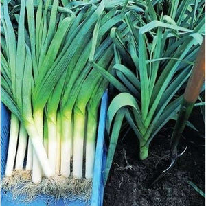Leek American Flag Heirloom