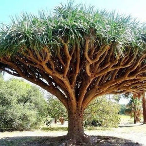 Dracaena Draco 'Dragon Blood Tree' Seeds
