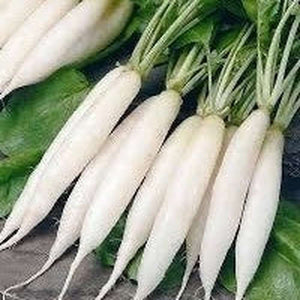 Daikon Radish Seeds