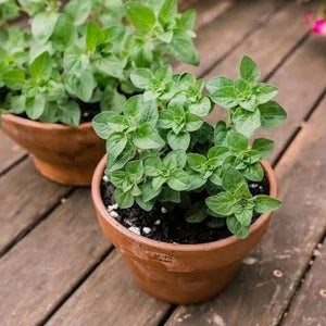Oregano 'Greek' Seeds