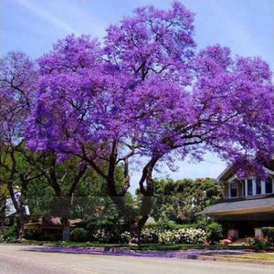 Paulownia Fortunei 'Dragon Tree' Seeds