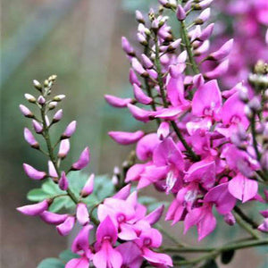 Indigofera Australis Seeds