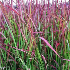 Imperata Cylindrica 'Red Cotton Grass’