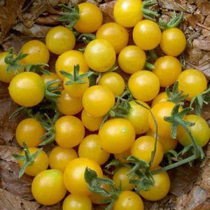 Tomato 'Italian Ice' Seeds