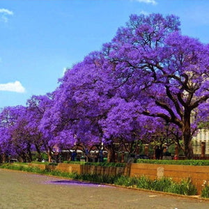 Jacaranda Mimosifolia 'Blue Jacaranda'