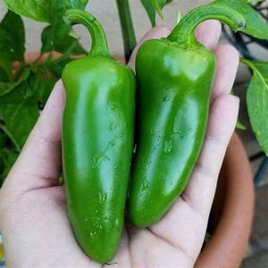 Chilli 'Jalapeno' Seeds