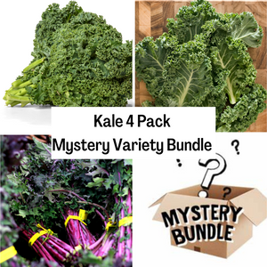 Kale 4 Pack Mystery Variety Bundle