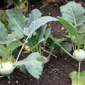 Kohl Rabi - White Vienna
