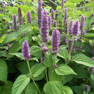 Mint 'Korean'