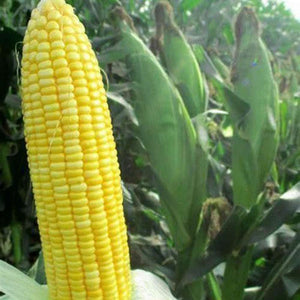 Corn 'Sweet Legacy' Treated Seeds