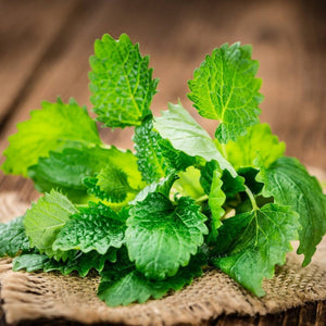 Lemon Balm 'Bee Balm' Seeds