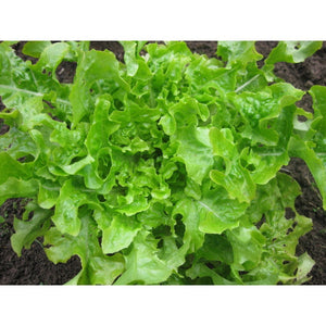 Lettuce 'Salad Bowl Green' Seeds