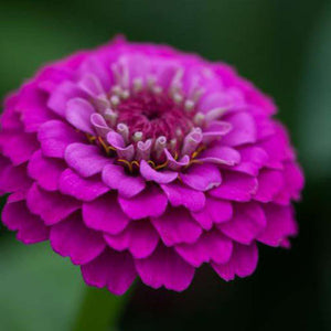Zinnia 'Lilliput Purple' Seeds