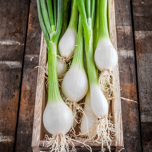 Onion White 'Lisbon' Seeds