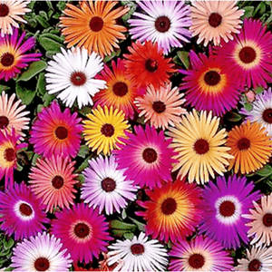 Livingstone Daisy 'Magic Carpet Mix' Seeds