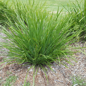 Lomandra Hystrix 'Mat Rush' Seeds