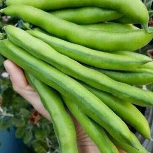 Broadbean 'Long Pod' Seeds