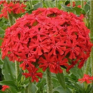 Lychnis Scarlet - Heirloom