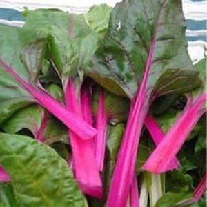 Silverbeet 'Swiss Chard Magenta Pink' Seeds