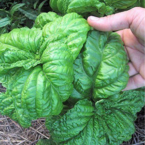 Basil 'Mammoth' Seeds
