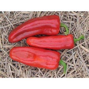 Capsicum 'Marconi Red' Seeds