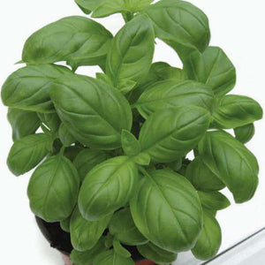 Basil 'Marian' Seeds