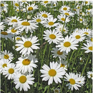 Chrysanthemum 'May Queen'