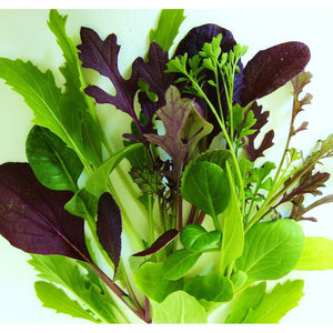 Mesclun Mild Mix