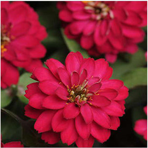 Zinnia 'Meteor Reddish Purple' Seeds