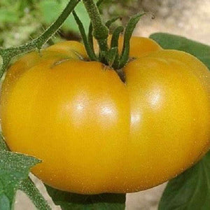 Tomato 'Mortgage Lifter Yellow' Seeds